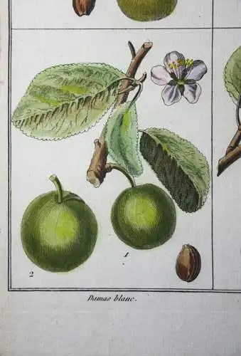 Mirabelle Damas blanc, altkol. Kupferstich aus Rozier "Cours d'agriculture" 1789