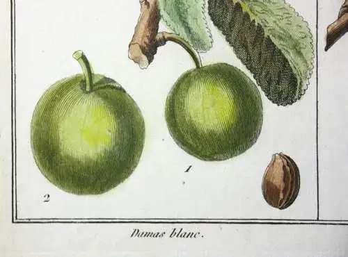 Mirabelle Damas blanc, altkol. Kupferstich aus Rozier "Cours d'agriculture" 1789