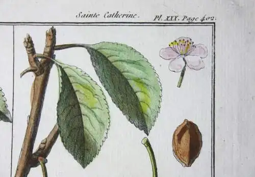 Mirabelle Damas blanc, altkol. Kupferstich aus Rozier "Cours d'agriculture" 1789