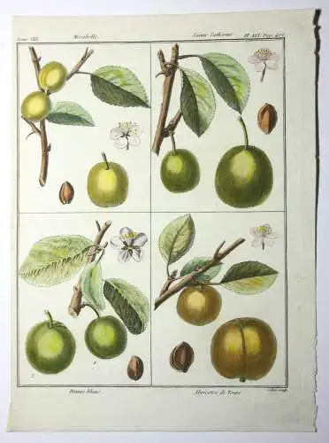 Mirabelle Damas blanc, altkol. Kupferstich aus Rozier "Cours d'agriculture" 1789