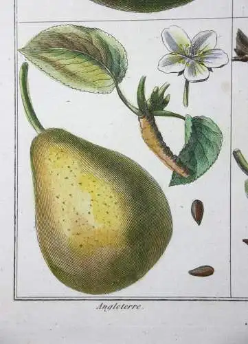 Birnen, Angleterre, altkol. Kupferstich aus Rozier "Cours d'agriculture" 1789