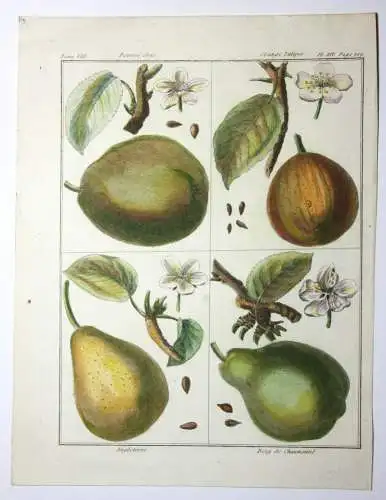 Birnen, Angleterre, altkol. Kupferstich aus Rozier "Cours d'agriculture" 1789