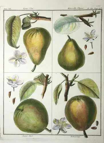 Birnen, Epine d' Été, altkol. Kupferstich aus Rozier "Cours d'agriculture" 1789