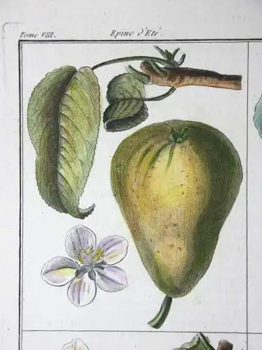 Birnen, Epine d' Été, altkol. Kupferstich aus Rozier "Cours d'agriculture" 1789