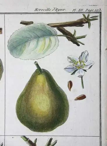 Birnen, Epine d' Été, altkol. Kupferstich aus Rozier "Cours d'agriculture" 1789