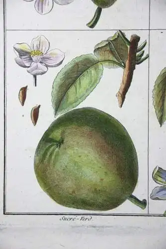 Birnen, Epine d' Été, altkol. Kupferstich aus Rozier "Cours d'agriculture" 1789