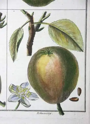 Birnen, Epine d' Été, altkol. Kupferstich aus Rozier "Cours d'agriculture" 1789