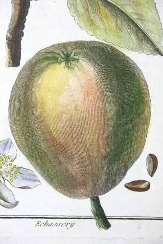 Birnen, Epine d' Été, altkol. Kupferstich aus Rozier "Cours d'agriculture" 1789