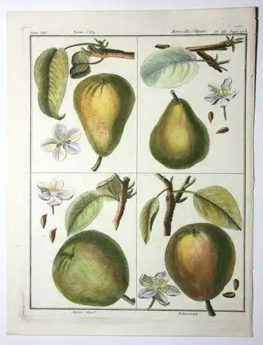 Birnen, Epine d' Été, altkol. Kupferstich aus Rozier "Cours d'agriculture" 1789