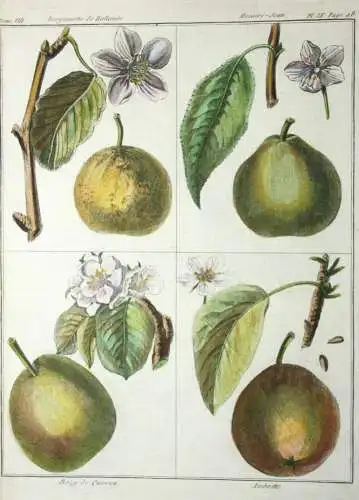 Birnen, Bergamotte, altkol. Kupferstich aus Rozier "Cours d'agriculture" 1789