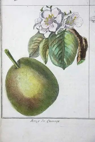 Birnen, Bergamotte, altkol. Kupferstich aus Rozier "Cours d'agriculture" 1789