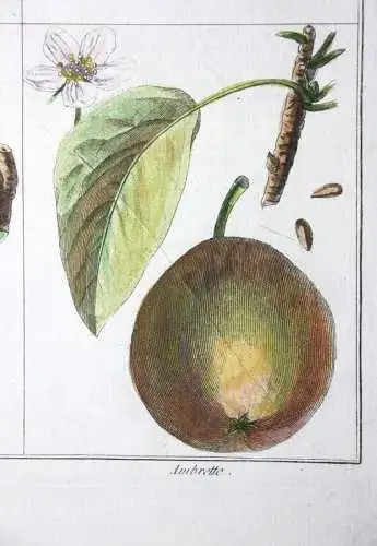 Birnen, Bergamotte, altkol. Kupferstich aus Rozier "Cours d'agriculture" 1789