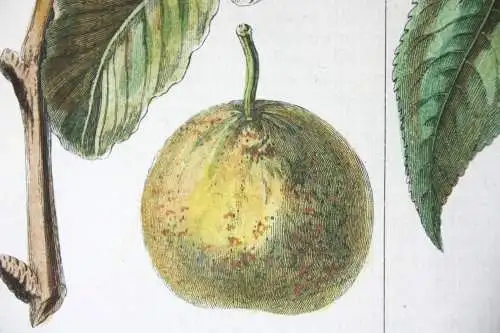 Birnen, Bergamotte, altkol. Kupferstich aus Rozier "Cours d'agriculture" 1789