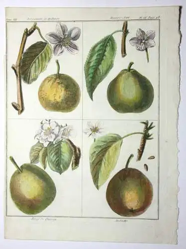 Birnen, Bergamotte, altkol. Kupferstich aus Rozier "Cours d'agriculture" 1789