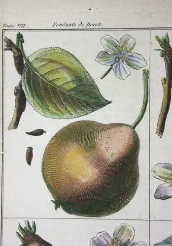 Birnen, Salviati, altkol. Kupferstich aus Rozier "Cours d'agriculture" 1789