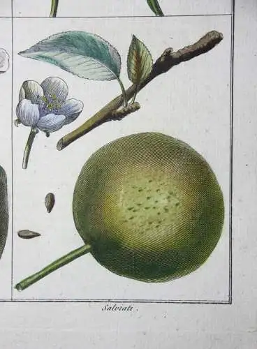 Birnen, Salviati, altkol. Kupferstich aus Rozier "Cours d'agriculture" 1789