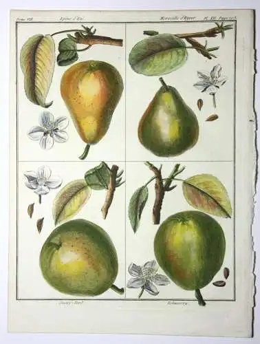 Birnen, Epine d' Été, altkol. Kupferstich aus Rozier "Cours d'agriculture" 1789