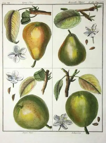 Birnen, Epine d' Été, altkol. Kupferstich aus Rozier "Cours d'agriculture" 1789