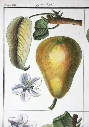 Birnen, Epine d' Été, altkol. Kupferstich aus Rozier "Cours d'agriculture" 1789