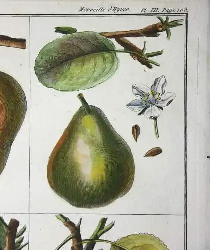 Birnen, Epine d' Été, altkol. Kupferstich aus Rozier "Cours d'agriculture" 1789