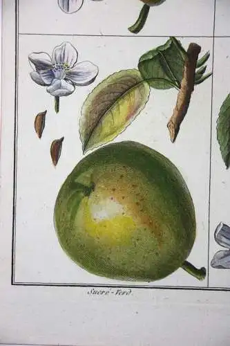 Birnen, Epine d' Été, altkol. Kupferstich aus Rozier "Cours d'agriculture" 1789