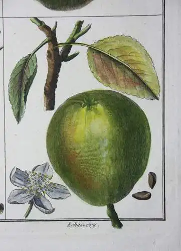 Birnen, Epine d' Été, altkol. Kupferstich aus Rozier "Cours d'agriculture" 1789