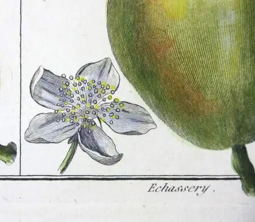 Birnen, Epine d' Été, altkol. Kupferstich aus Rozier "Cours d'agriculture" 1789