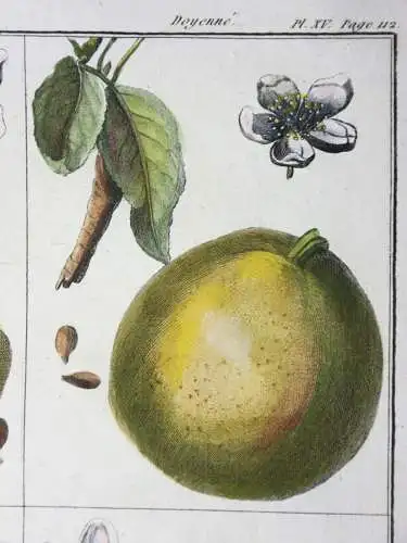 Birnen, St. Germain, altkol. Kupferstich aus Rozier "Cours d'agriculture" 1789