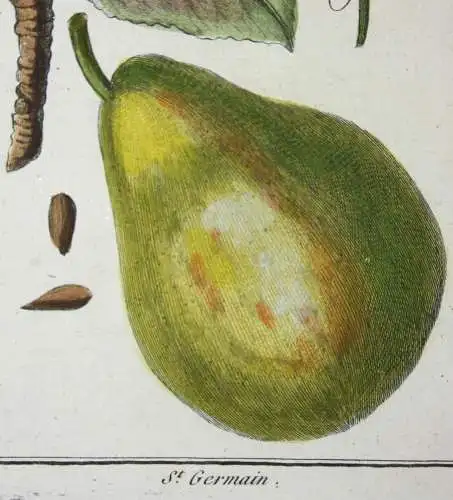 Birnen, St. Germain, altkol. Kupferstich aus Rozier "Cours d'agriculture" 1789