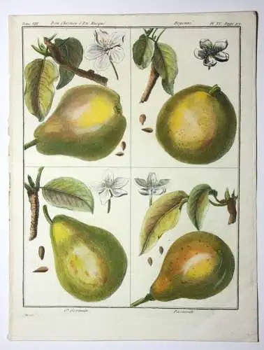 Birnen, St. Germain, altkol. Kupferstich aus Rozier "Cours d'agriculture" 1789