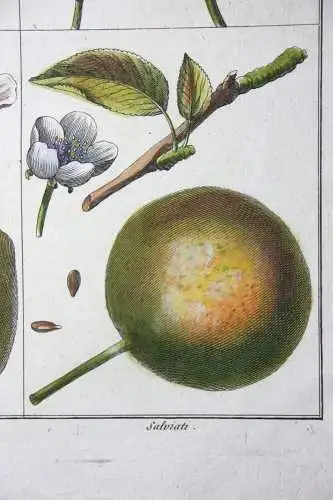 Birnen, Salviati, altkol. Kupferstich aus Rozier "Cours d'agriculture" 1789