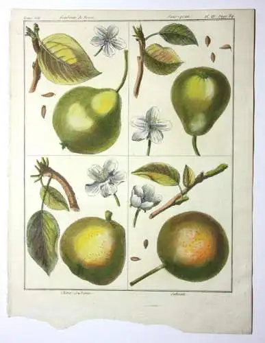 Birnen, Salviati, altkol. Kupferstich aus Rozier "Cours d'agriculture" 1789