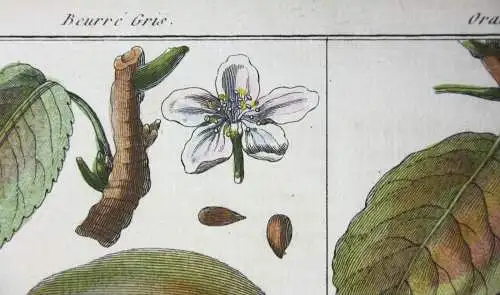 Birnen, Angleterre, altkol. Kupferstich aus Rozier "Cours d'agriculture" 1789