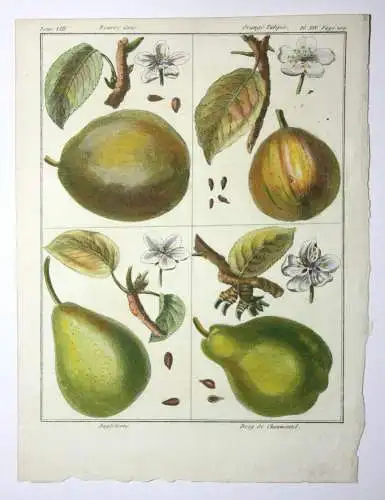 Birnen, Angleterre, altkol. Kupferstich aus Rozier "Cours d'agriculture" 1789