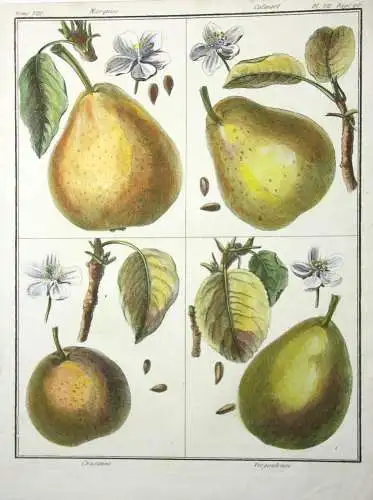 Birnen, Marquise, altkol. Kupferstich aus Rozier "Cours d'agriculture" 1789