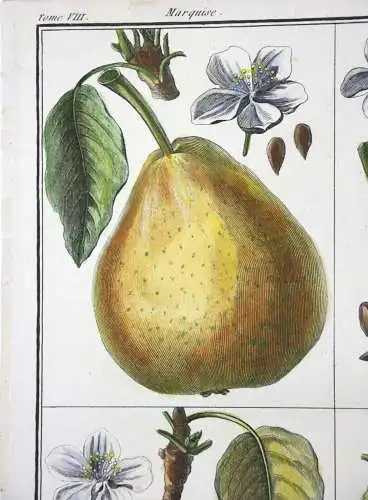 Birnen, Marquise, altkol. Kupferstich aus Rozier "Cours d'agriculture" 1789