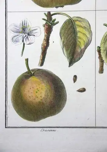 Birnen, Marquise, altkol. Kupferstich aus Rozier "Cours d'agriculture" 1789