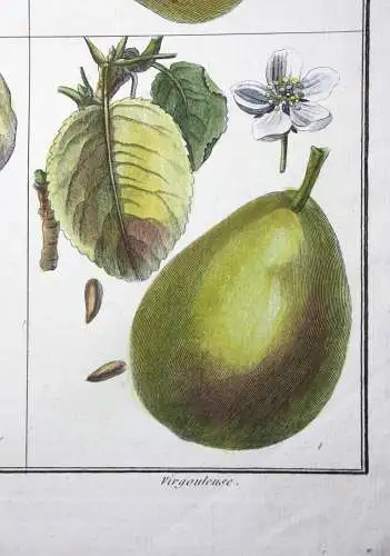 Birnen, Marquise, altkol. Kupferstich aus Rozier "Cours d'agriculture" 1789