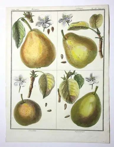 Birnen, Marquise, altkol. Kupferstich aus Rozier "Cours d'agriculture" 1789