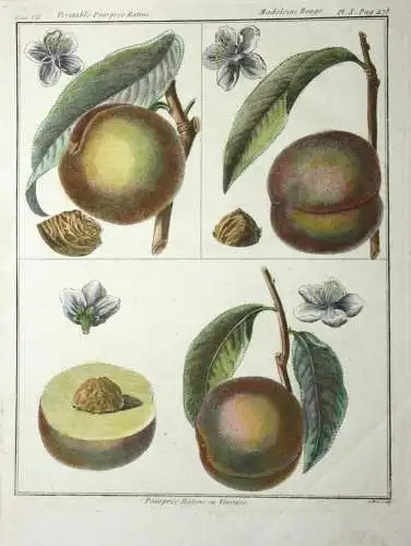 Pfirsich, Madeleine, altkol. Kupferstich aus Rozier "Cours d'agriculture" 1786