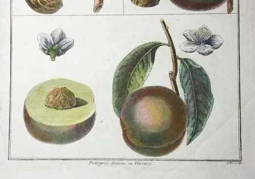 Pfirsich, Madeleine, altkol. Kupferstich aus Rozier "Cours d'agriculture" 1786