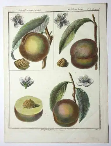 Pfirsich, Madeleine, altkol. Kupferstich aus Rozier "Cours d'agriculture" 1786