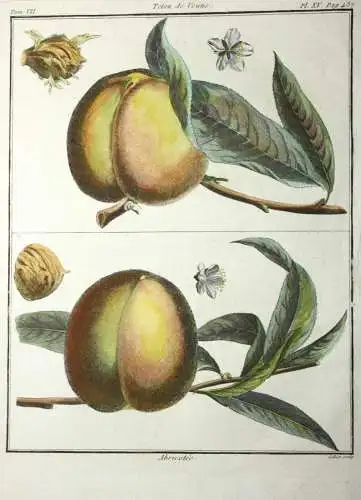 Pfirsich, Abricotée, altkol. Kupferstich aus Rozier "Cours d'agriculture" 1786