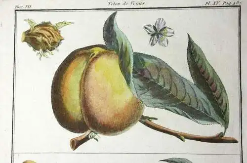 Pfirsich, Abricotée, altkol. Kupferstich aus Rozier "Cours d'agriculture" 1786