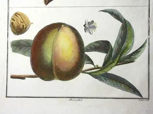 Pfirsich, Abricotée, altkol. Kupferstich aus Rozier "Cours d'agriculture" 1786