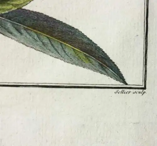 Pfirsich, Abricotée, altkol. Kupferstich aus Rozier "Cours d'agriculture" 1786