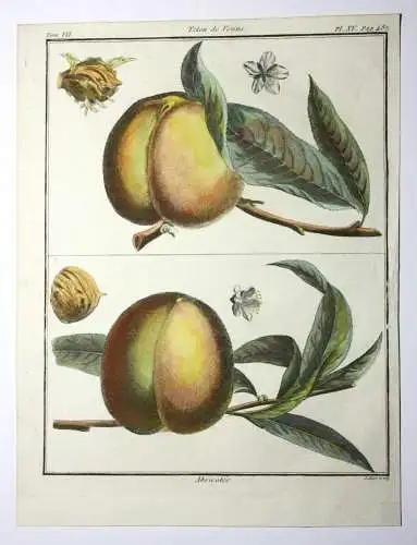 Pfirsich, Abricotée, altkol. Kupferstich aus Rozier "Cours d'agriculture" 1786