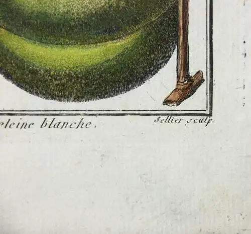 Pfirsich, Avant-Pêche, altkol. Kupferstich aus Rozier "Cours d'agriculture" 1786