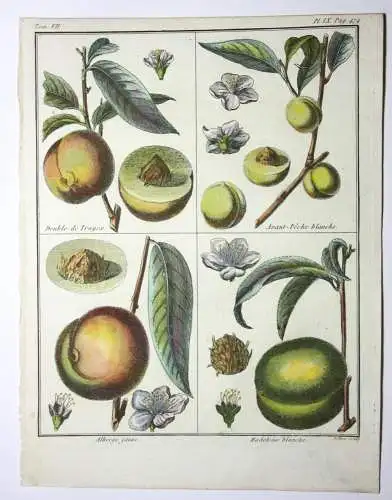 Pfirsich, Avant-Pêche, altkol. Kupferstich aus Rozier "Cours d'agriculture" 1786