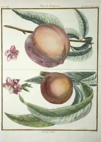 Pfirsich, Pêcher, altkol. Kupferstich aus Rozier "Cours d'agriculture" 1786